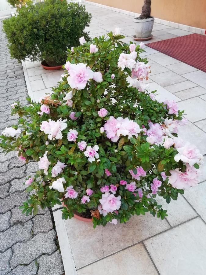 ולדוביאדנה Alloggio Cristina מראה חיצוני תמונה